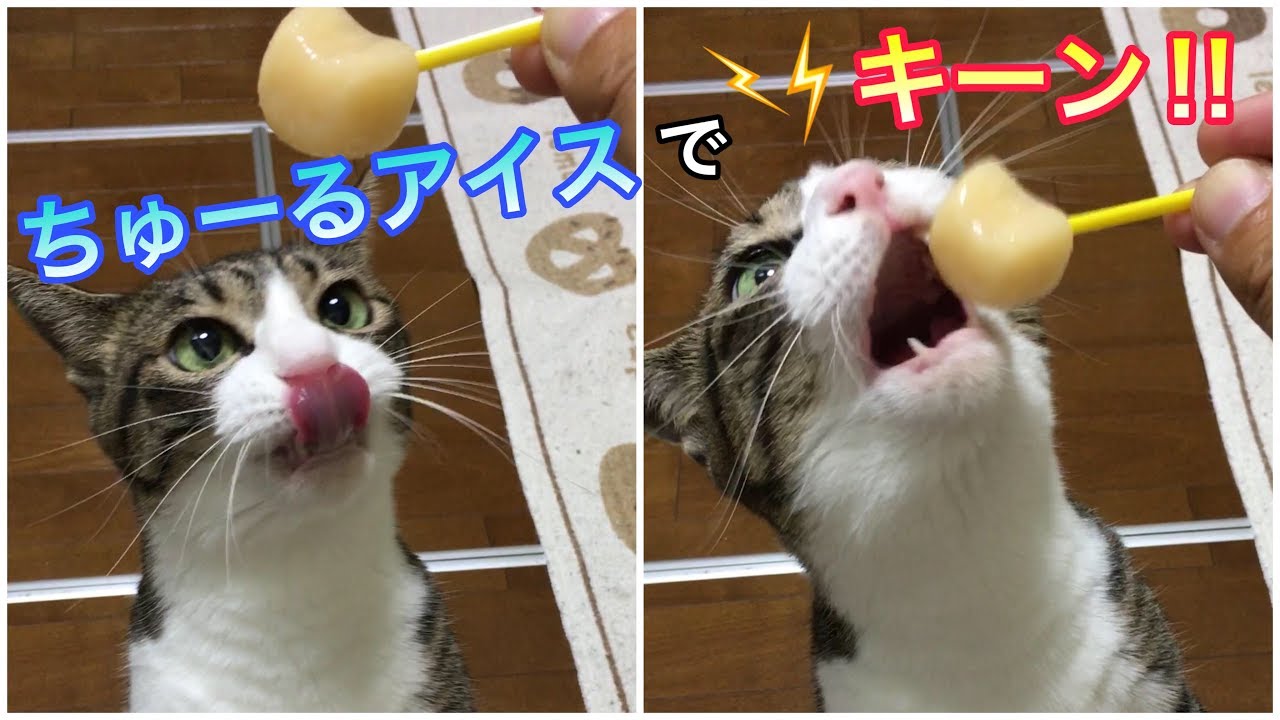 猫がアイスで頭キーン!?　