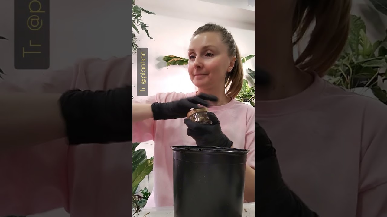 Пересадка фикуса Эластика, стоит ли убирать грунт полностью, нужен ли дренаж, какой взять горшок...