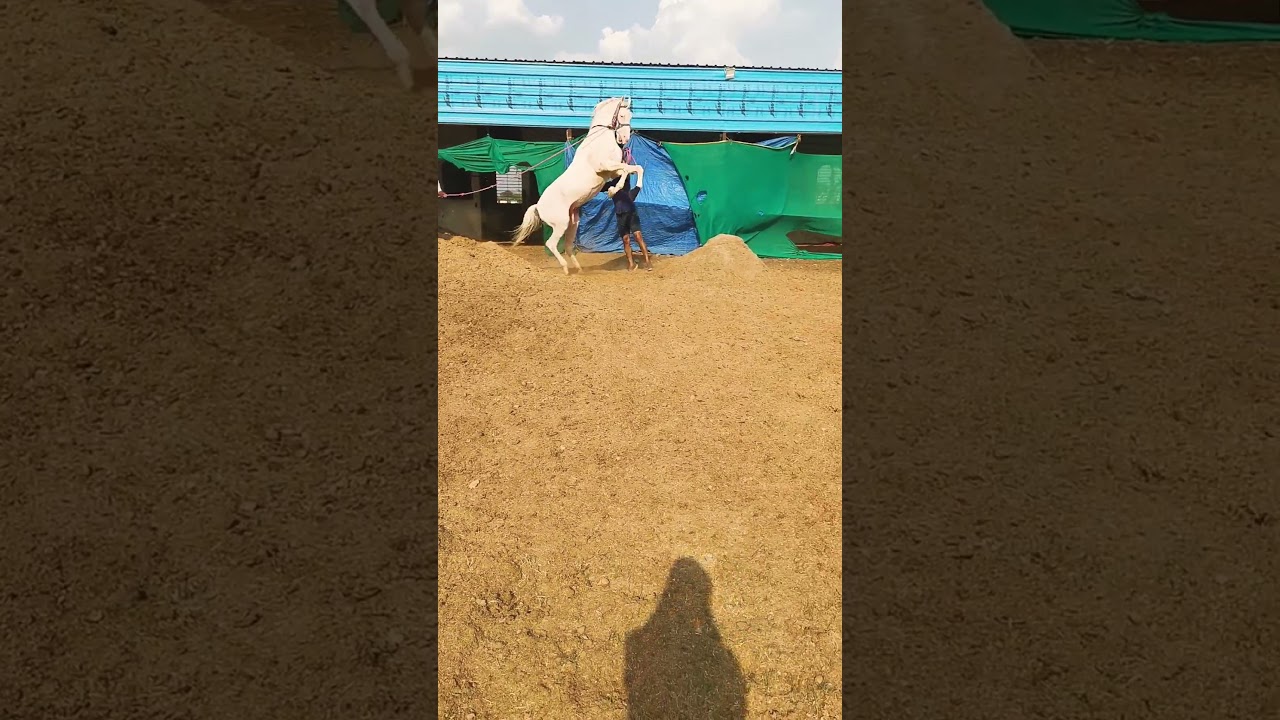 #horsebreeding