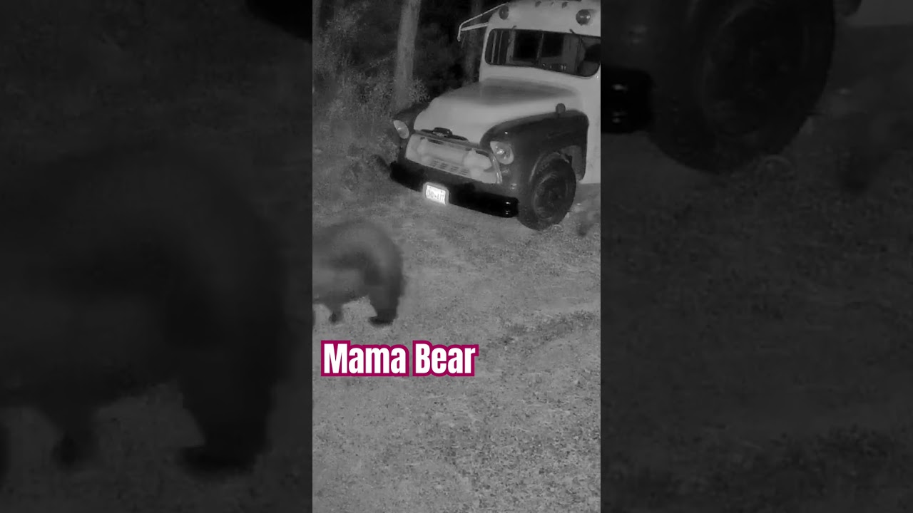 Where is Papa Bear?