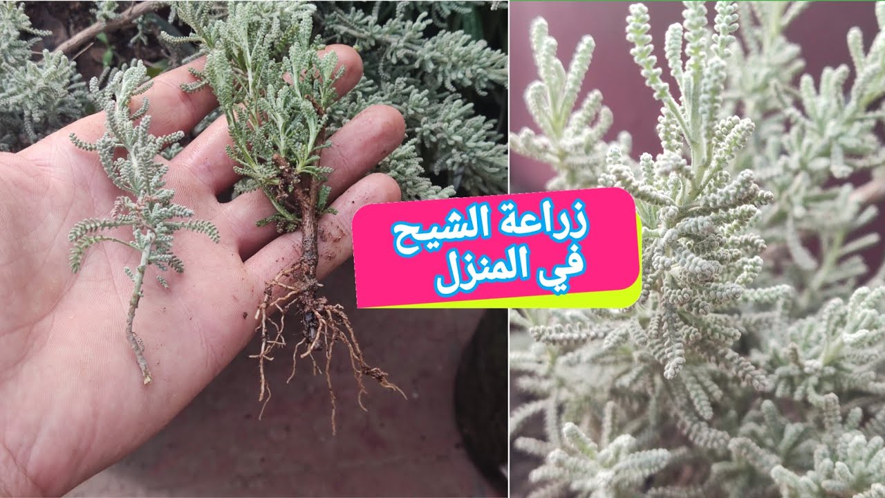 سرّ زراعة الشيح للمبتدئين: 🌿حديقة أعشاب طبيعية بيديك! #أعشاب_طبيعية 🏡