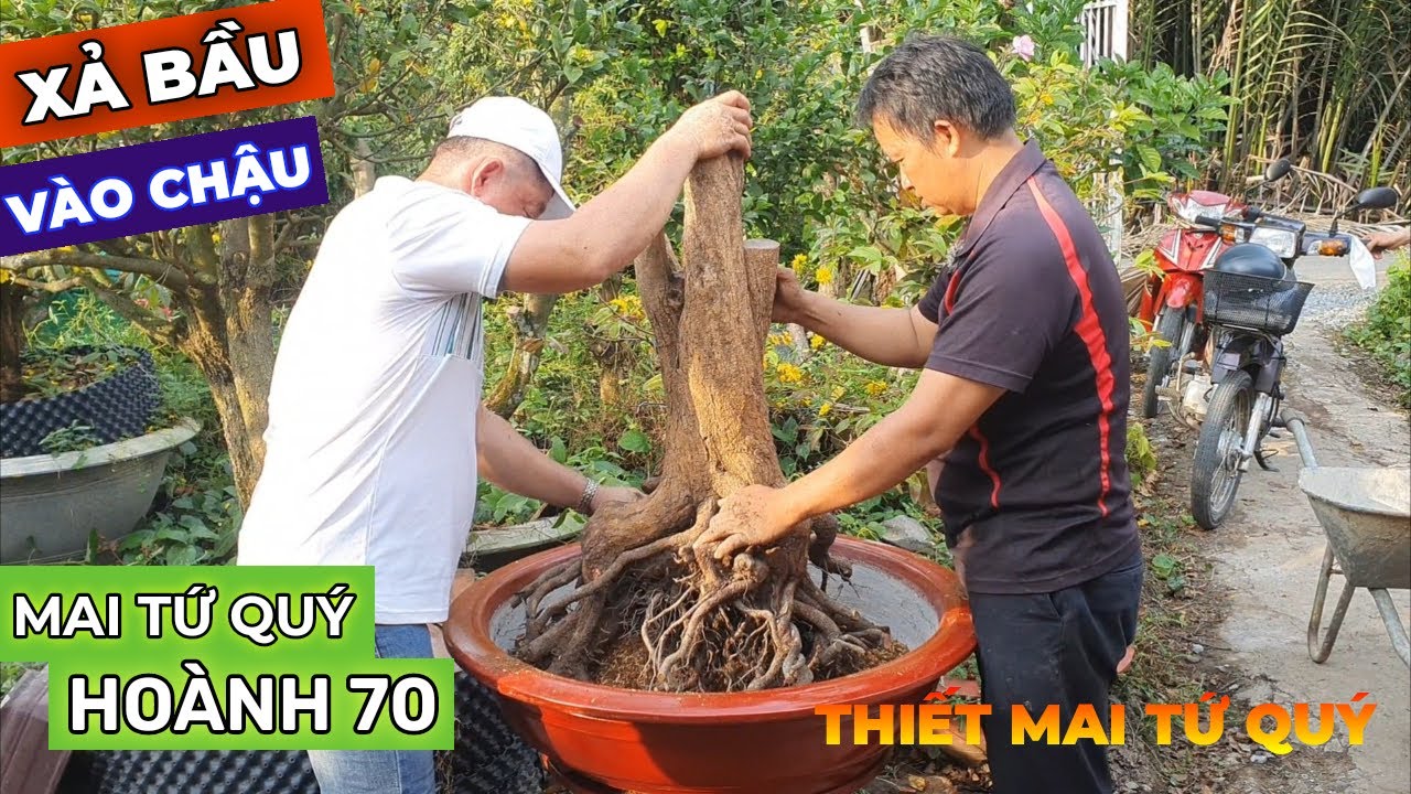 Tập 24 | Xả Bầu, Vào Chậu Có Bàn Xoay Cây Mai Tứ Quý Hoành 69 | Thiết Mai Tứ Quý