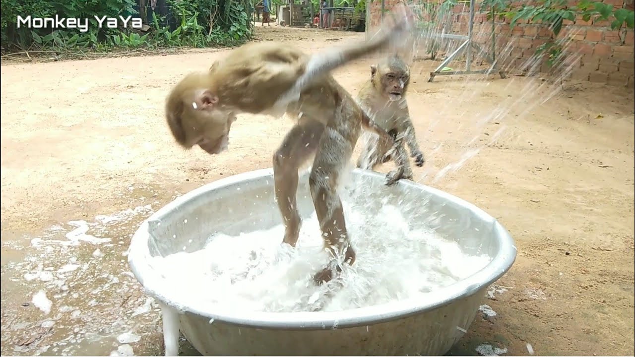 YaYa Very Surprise Splashing​​ So Happy