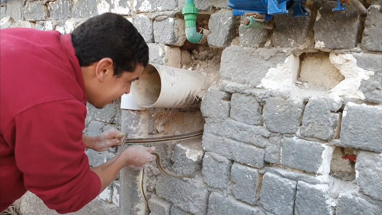 صيد مجموعة ثعابين من داخل جدار منزل بأرض زراعية مع احمد الدكرونى
