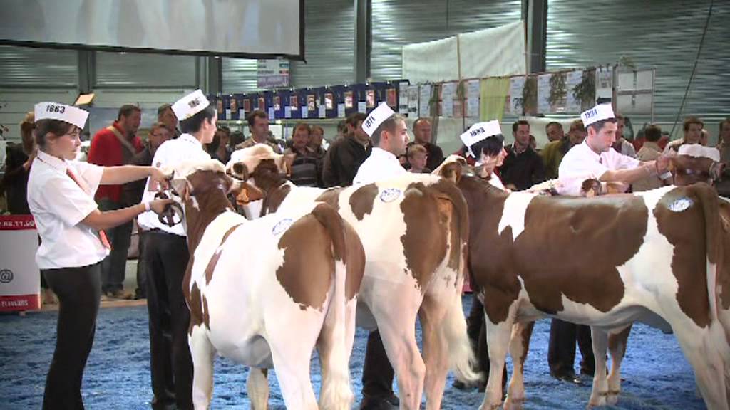 Championnat Meneurs - Montbéliard Prestige Junior 2011