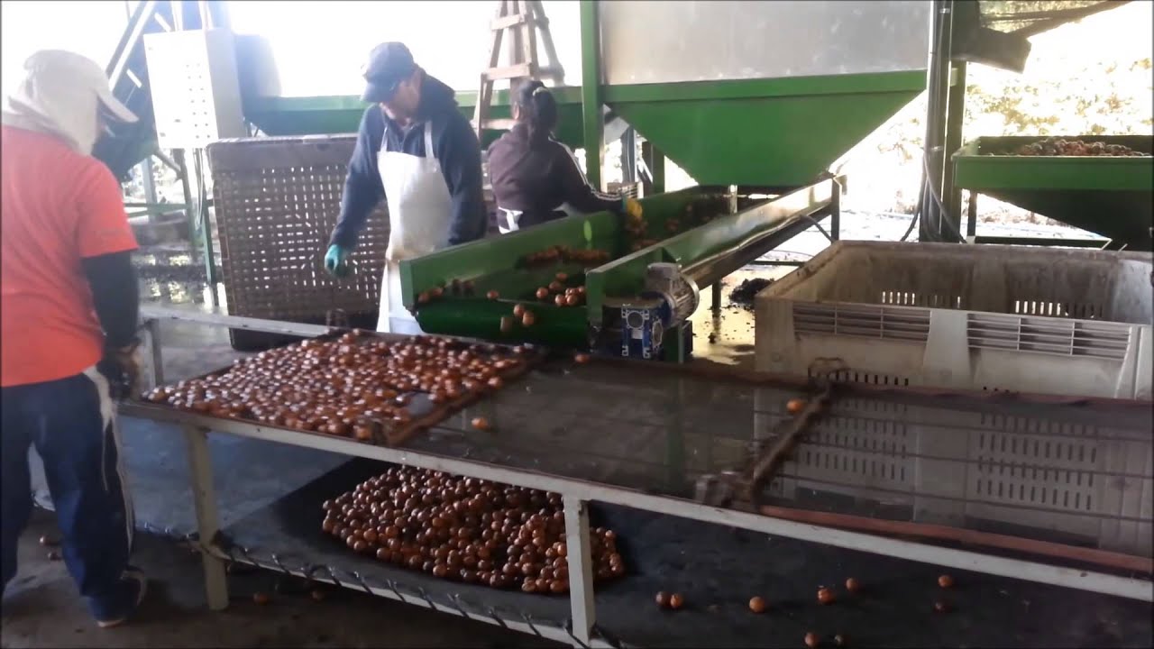 Linea de Proceso de Nueces Buin 2014