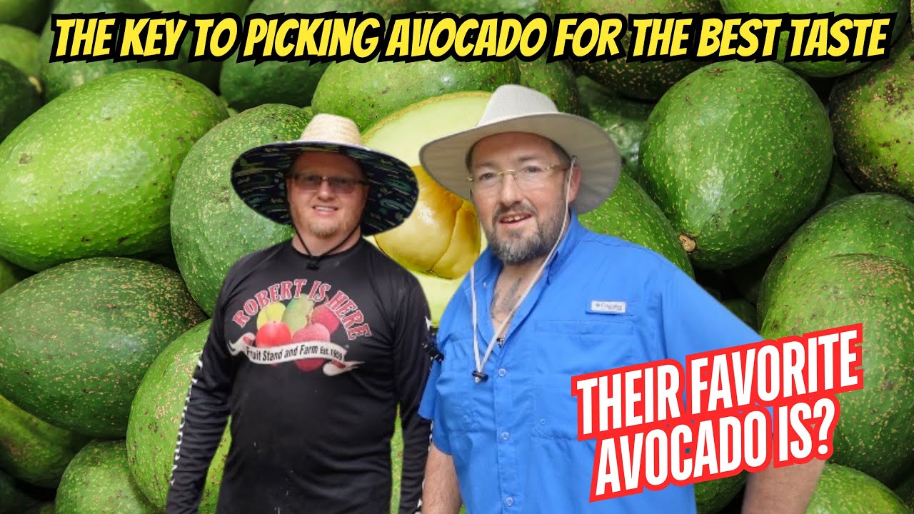 Avocados The World's Best Fruit Stand Grow and Sell