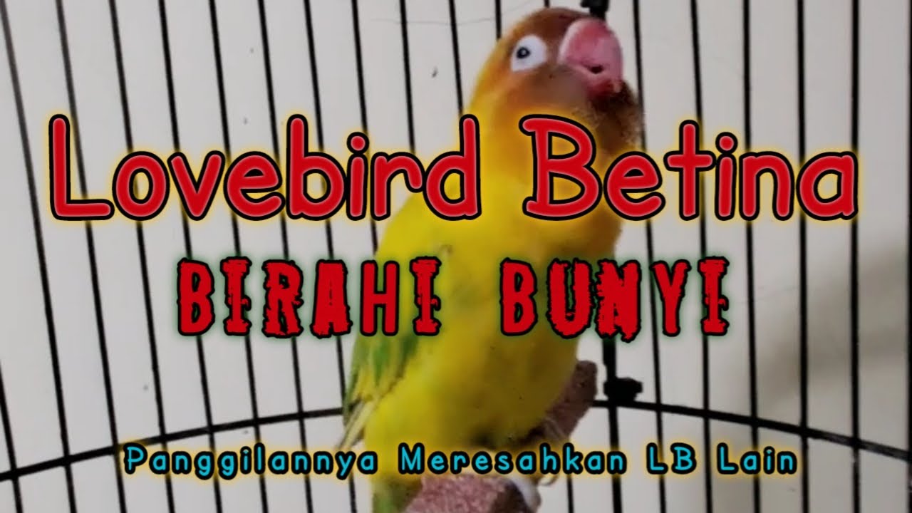 Lovebird Betina Birahi Kebunyi Memancing Lawan Bunyi
