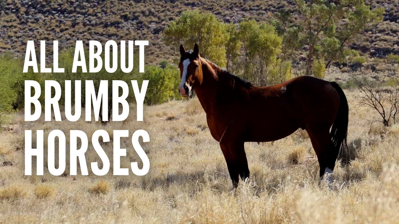 Brumby Horses: All About Australia’s Feral Horses
