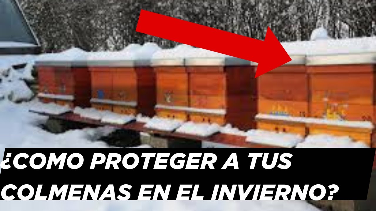 COMO PROTEGER A TUS COLMENAS EN EL INVIERNO - APICULTURA