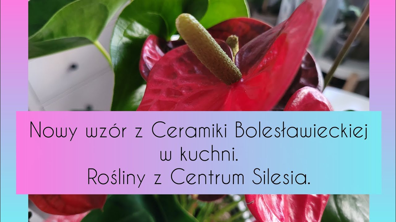 Storczyki z Centrum Silesia. Nowy wz&oacute;r ceramiki bolesławieckiej. Urodzinowa roślina.12.25.02.