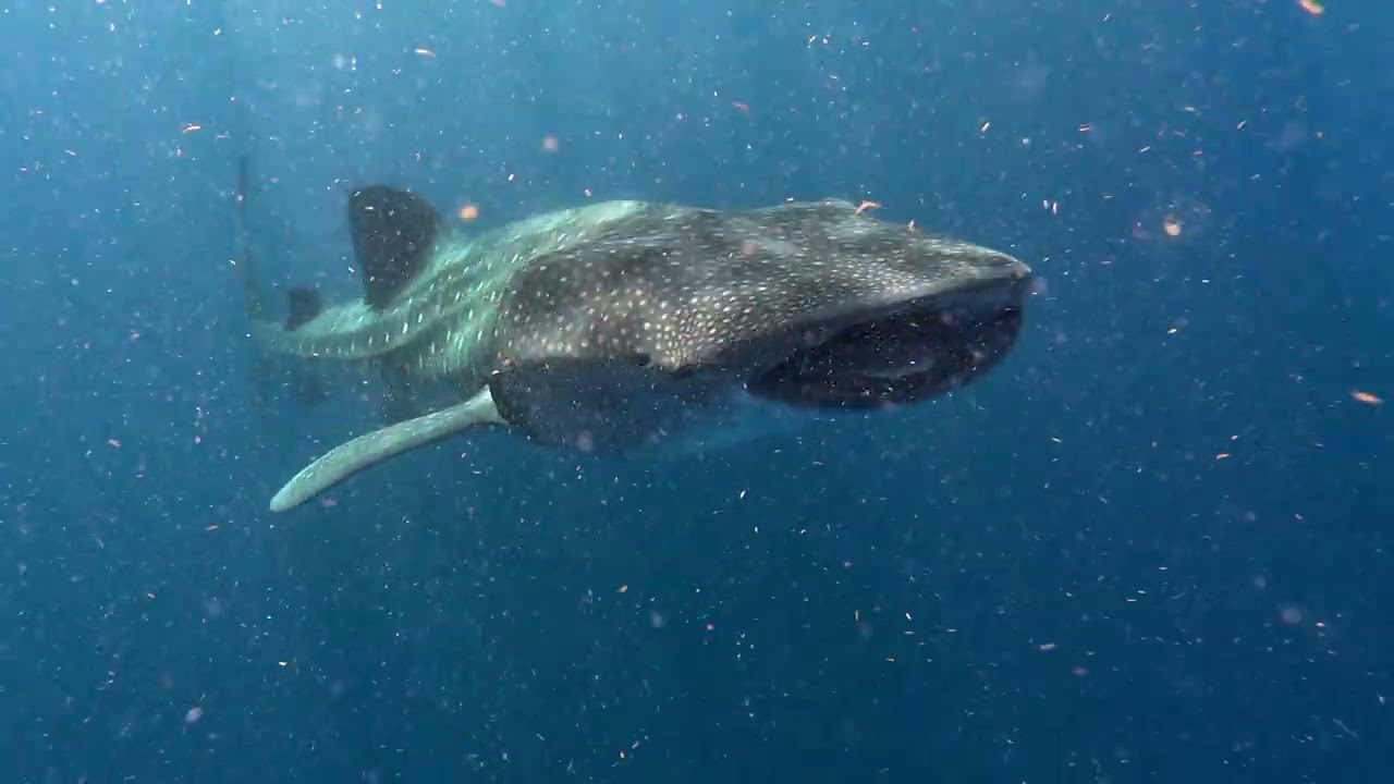 OPEN WATER : WHALE SHARKS IN ISLA MUJERES (MEXICO, JULY 2024)