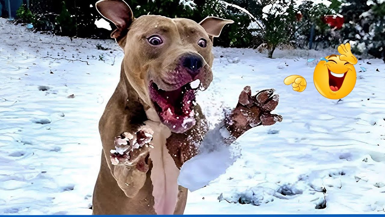 You Will Die Laughing At These Dogs 😹🐶 The Funniest Dog Moments Compilation 🐾