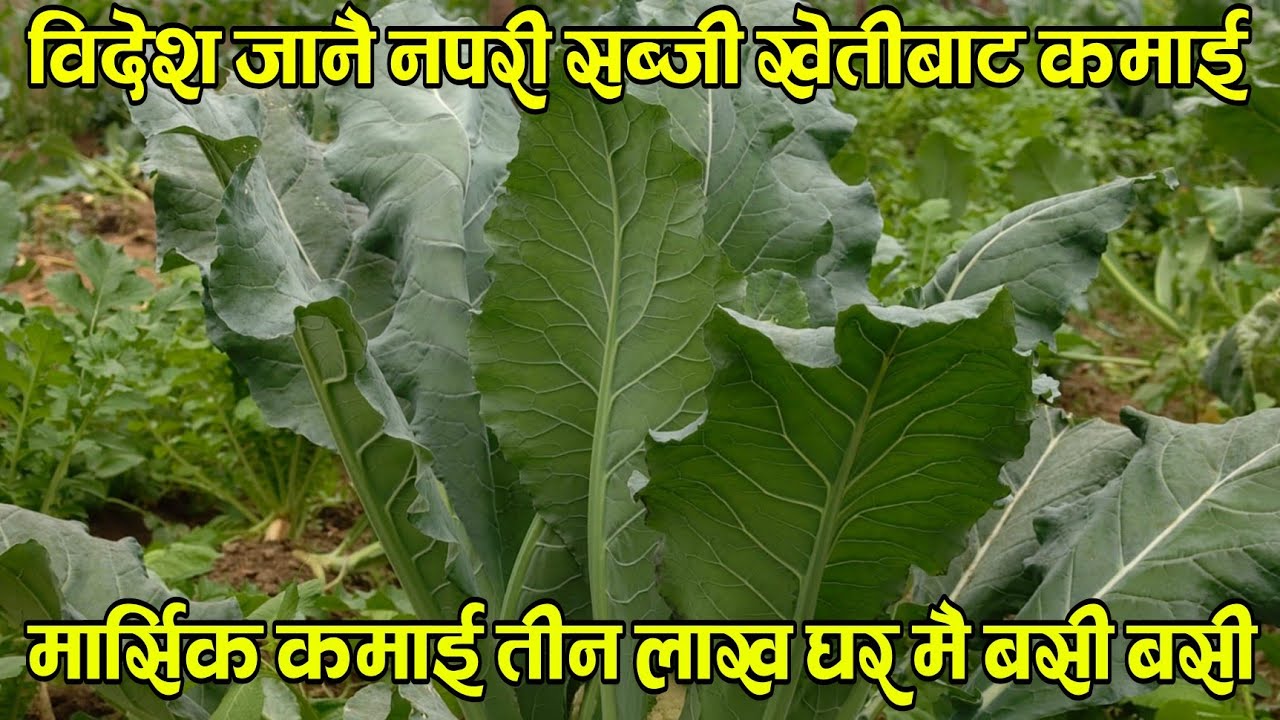 मार्सीक आम्दानी ३ लाख कमाउँदै विदेश जाने नपरी सब्जी खेती बात घर मै बसी बसी ।। @Gauleparibeshtv 