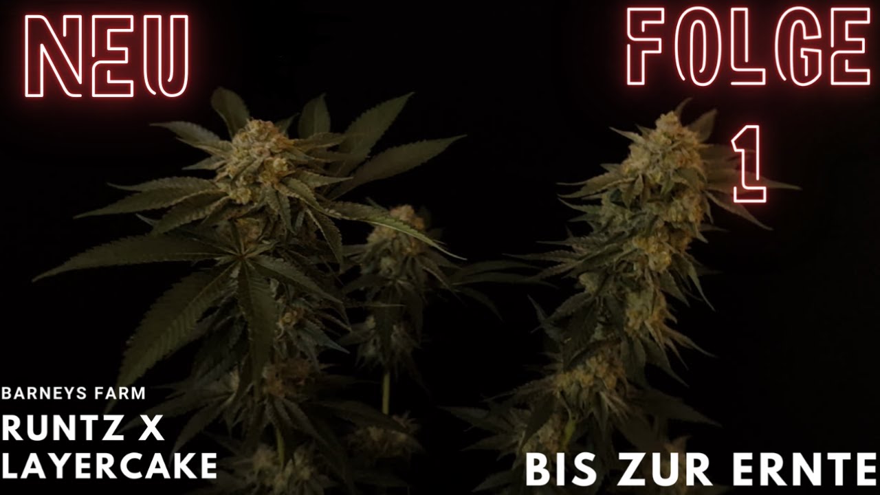 Die etwas andere erste Episode von 