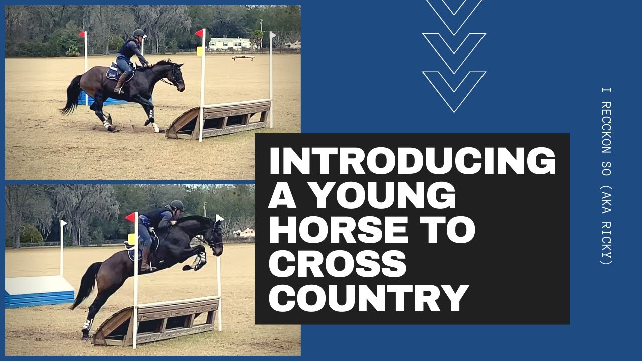 Introducing a Young Horse to Cross Country