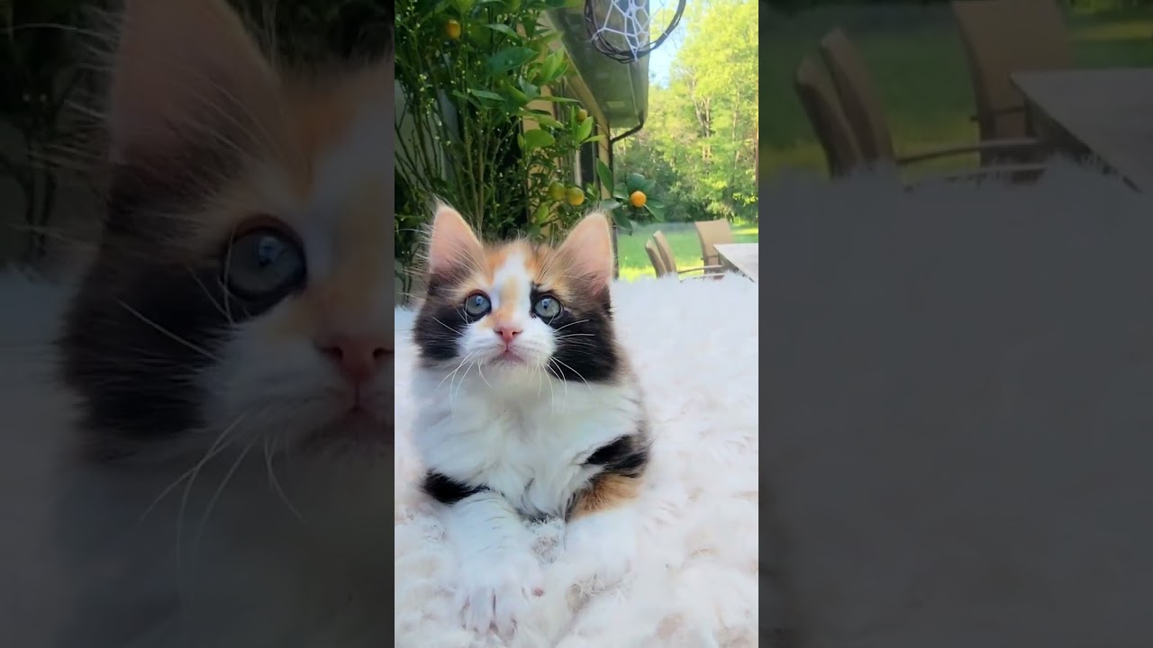 Nutmeg  - Solid Seal Tortie Bicolour, Female Cherubim Ragdoll
