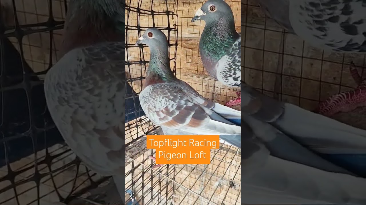 #pigeon #racingpigeons #pigeonracing #racer #racerkabootar #homer #homerpigeon #homerkabootar #tfrpl