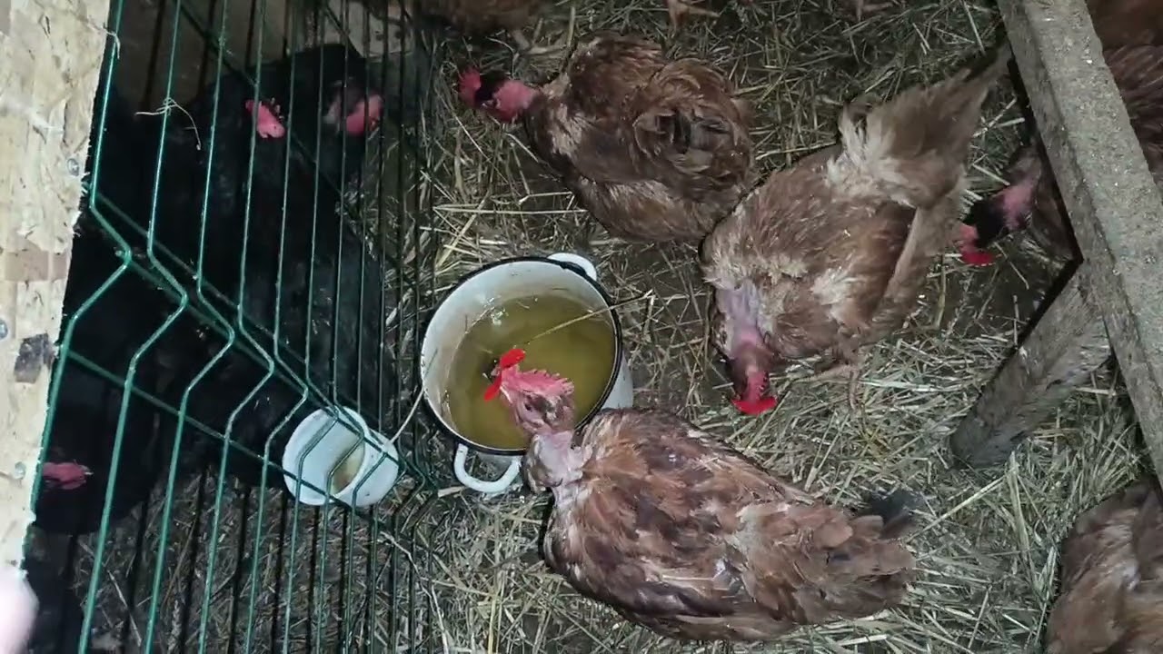 Постелила солому может оставят петуха в покое. 