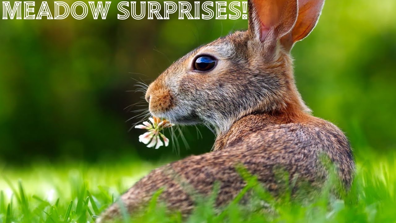 Meadow Surprises! - Poem Recitation (Animated)