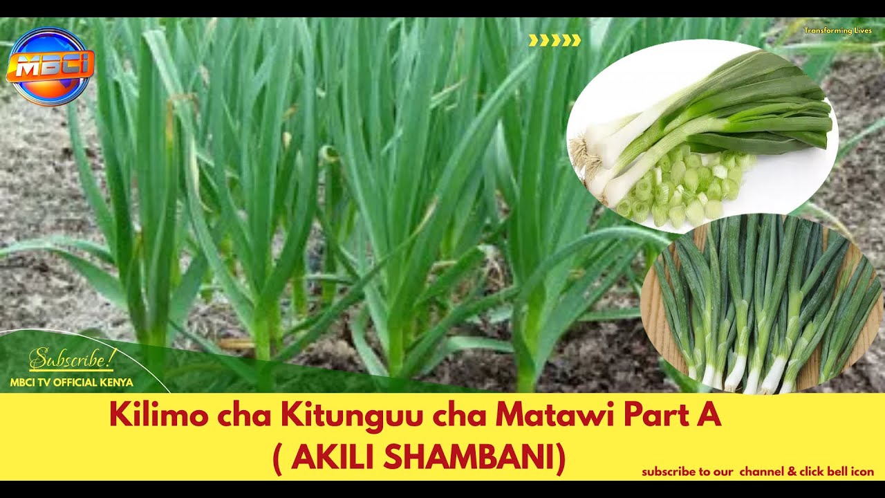 Kilimo cha Kitunguu cha Matawi/ Onion Farming in Kenya Part A || AKILI SHAMBANI