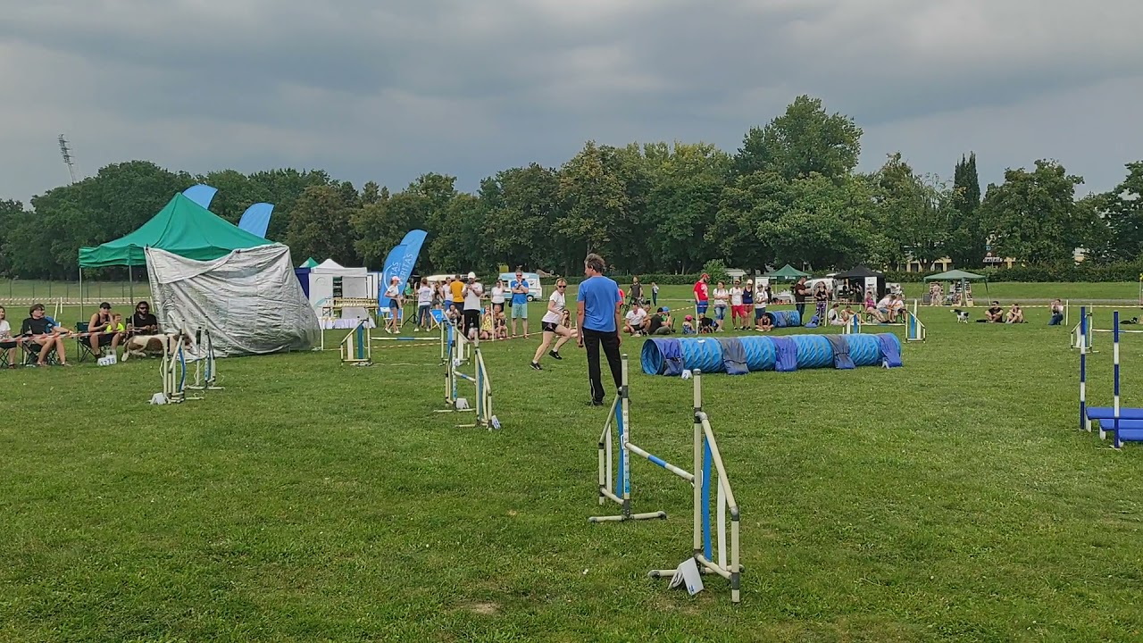 Agility lagotto romagnolo - jumping open Wrocław 11.09.2021 clean run