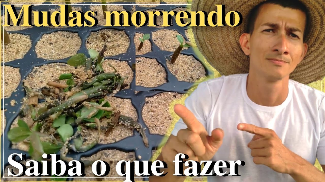 Mudinhas murchando e morrendo, veja o motivo!