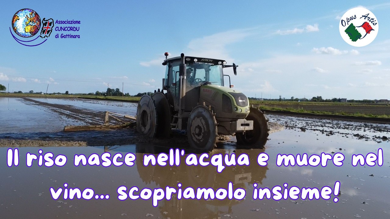 Il riso nasce nell'acqua e muore nel vino... scopriamolo insieme!