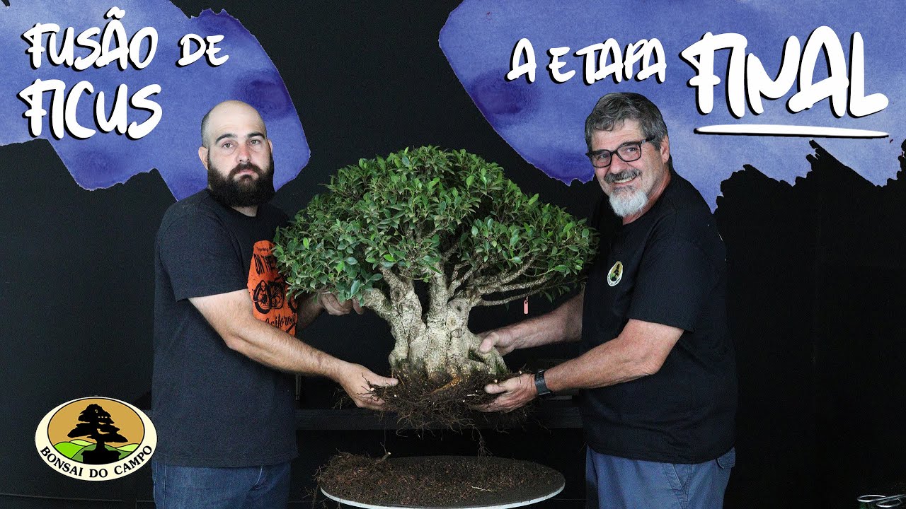 FUSÃO DE FICUS E O DESAFIO FINAL