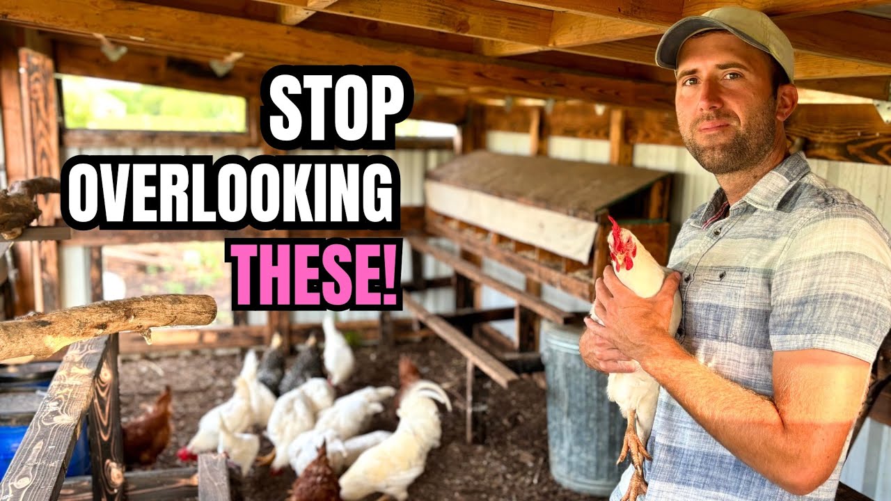 7 Essential Chicken Care Tips You’re Probably Overlooking