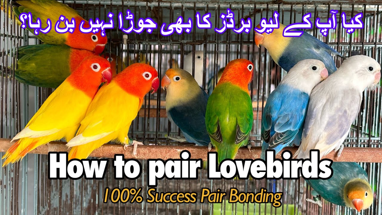 How to Pair Lovebirds || Pair Bonding Tips