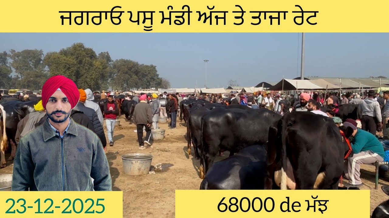 23-12-2025| ਅੱਜ ਦੇ ਤਾਜਾ ਰੇਟ ਜਗਰਾਓ ਪਸ਼ੂ ਮੰਡੀ। ਪੰਜਾਬ ਮੰਡੀ ਤਾਜ਼ਾ ਰੇਟ। Jagraon pashu mandi 