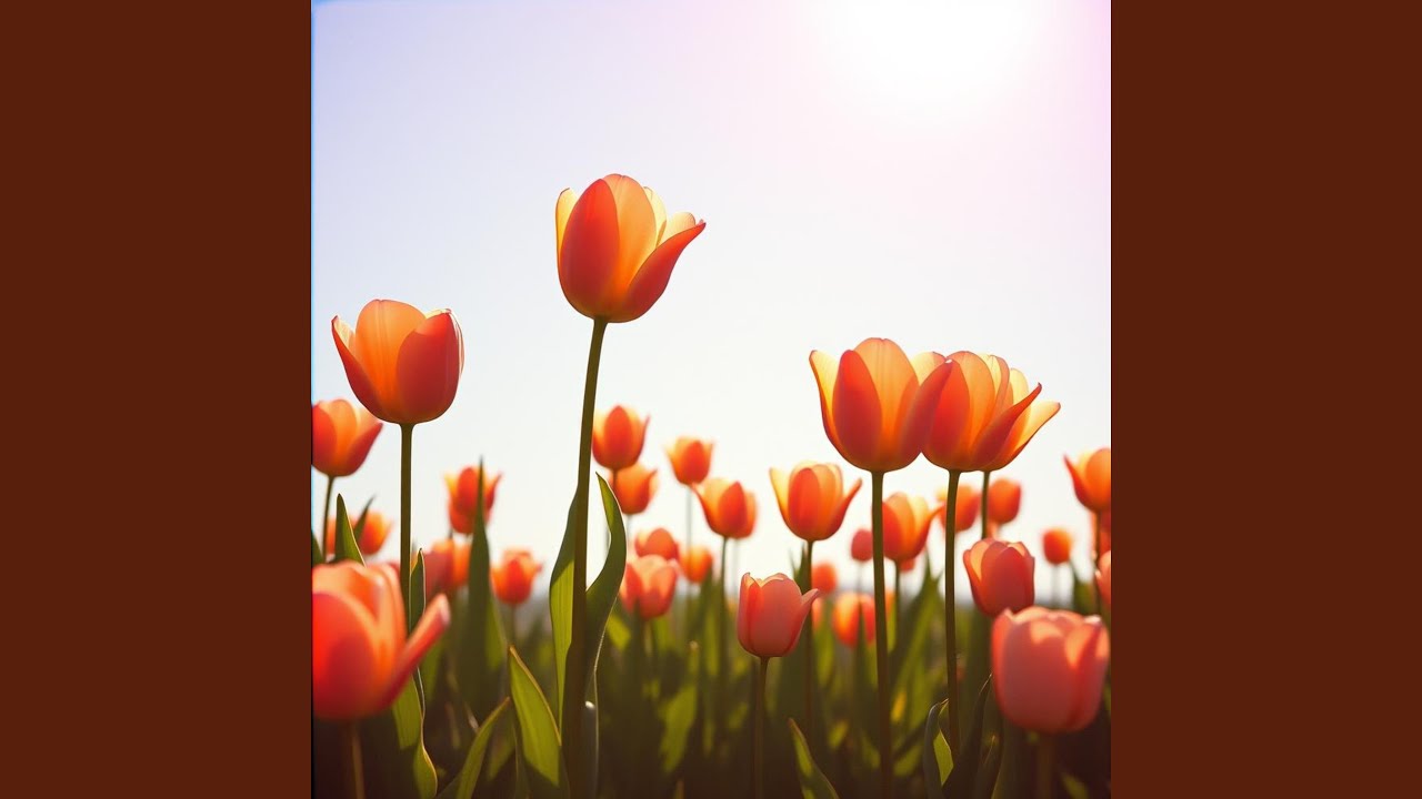 The Beauty of Tulips