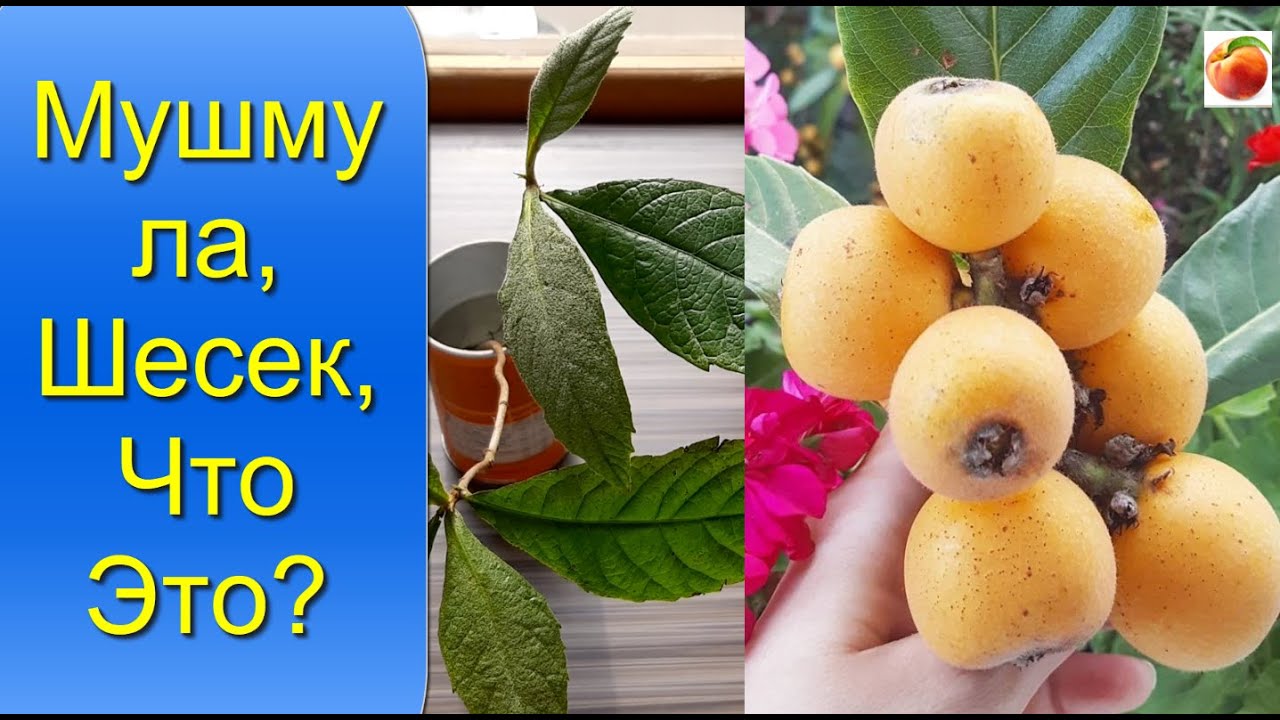 Мушмула Шесек Что это за фрукт Выращивание