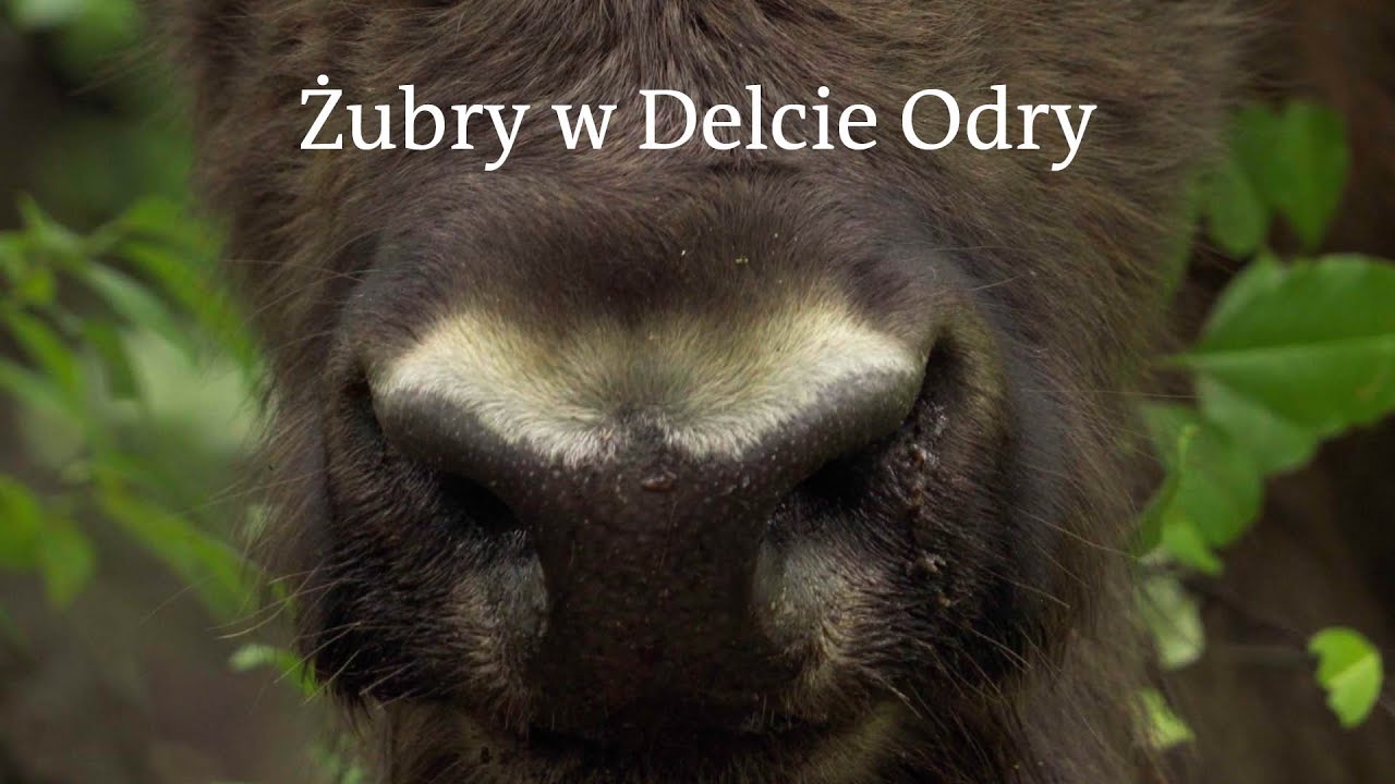 Żubry w Delcie Odry - o możliwej koegzystencji z dużymi roślinożercami