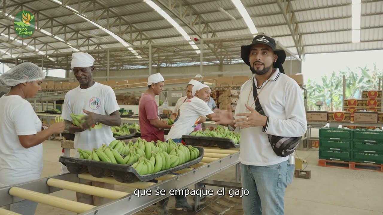 Proceso del banano en Urabá - Grupo Central