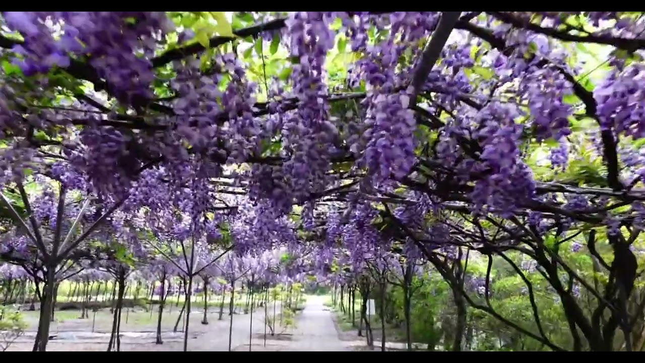 淡水紫藤花季