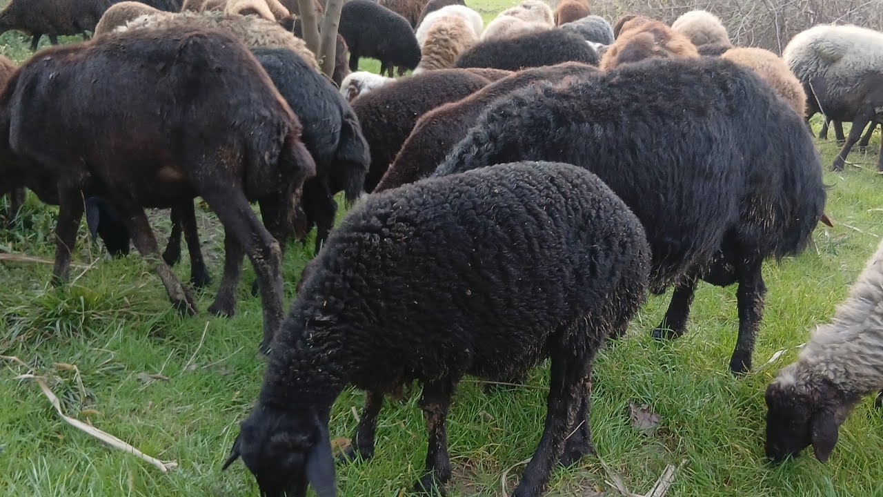 زندگی دامداری در شمال ایران | روستایی در مازندران🐑😊