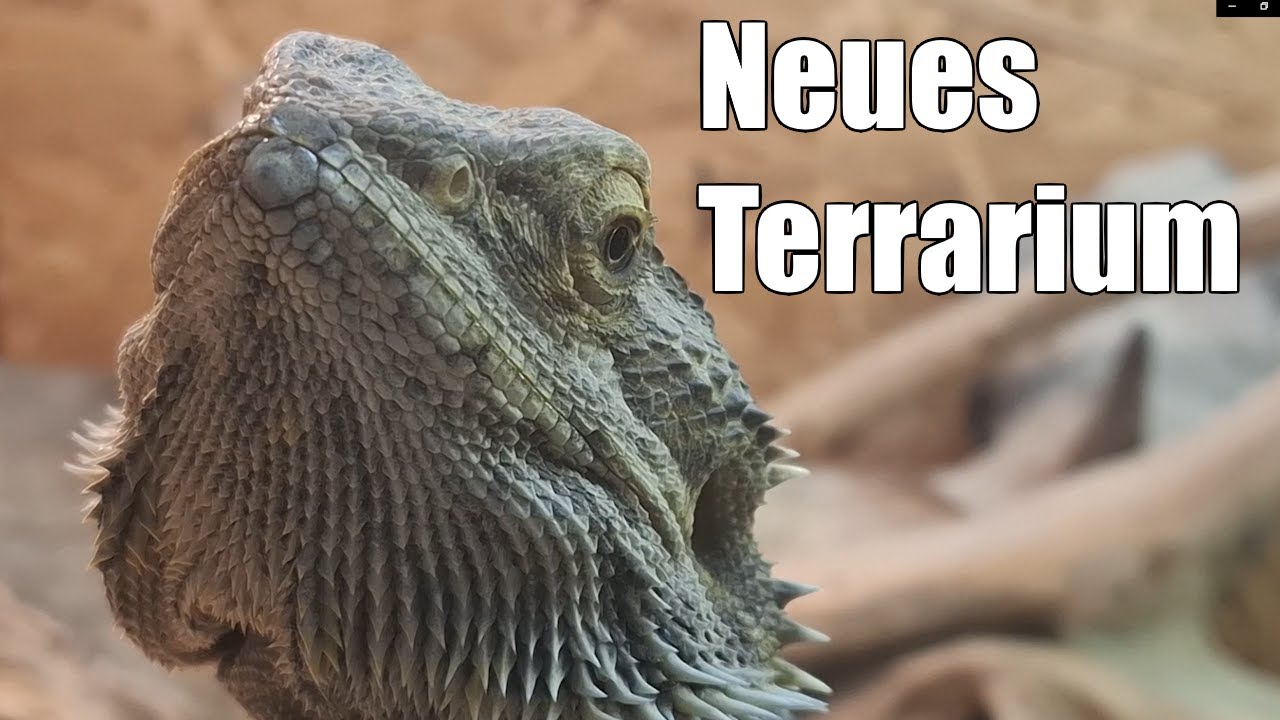 Rex kriegt ein 