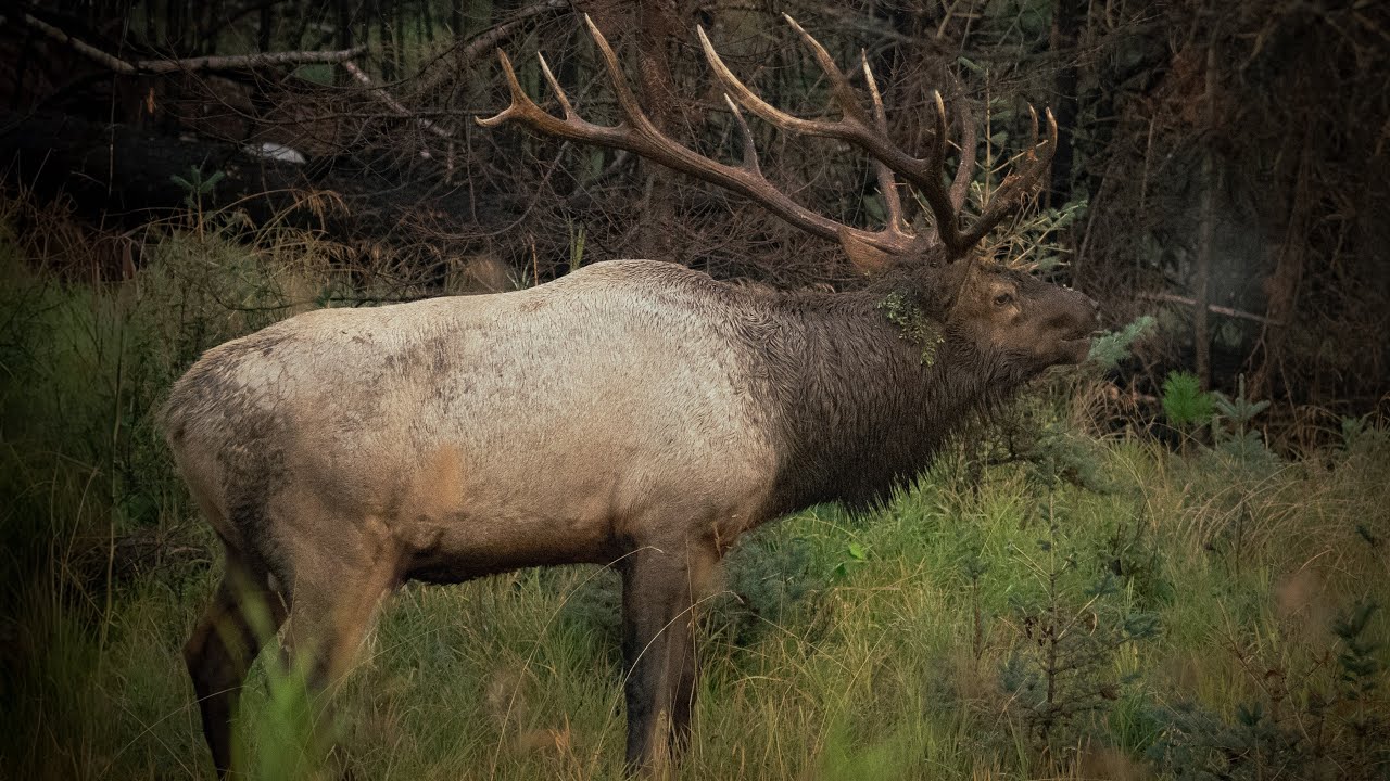 Elk Rut 2025, Upclose