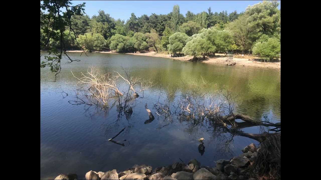 Peaceful Nature Escape | Relaxing River & Forest Ambience 🌿