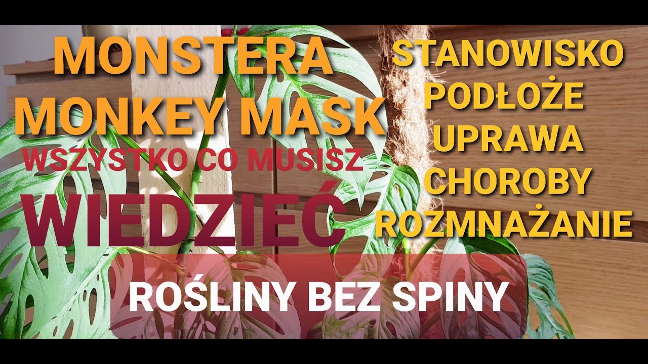 Monkey Mask-spraw by pięknie rosła 👍👍👍 Monstera małpka/Monstera Adansonii