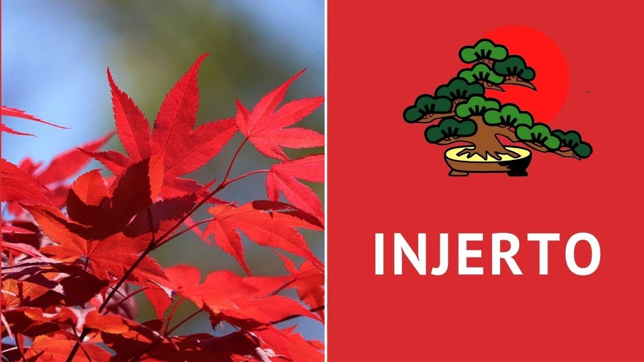 Injerto en Arce Japonés