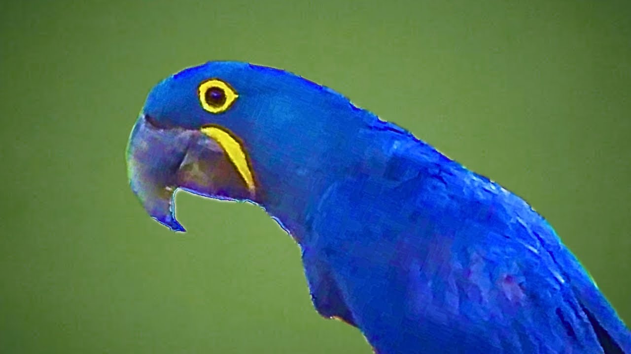 ARARA AZUL CANTANDO NA NATUREZA