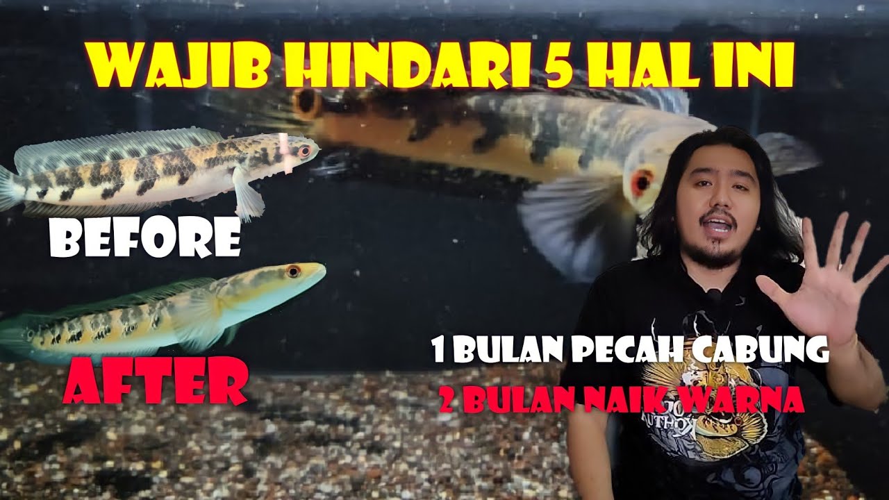 5 HAL YANG HARUS DI HINDARI SAAT PROGRESS CHANNA MARU!!