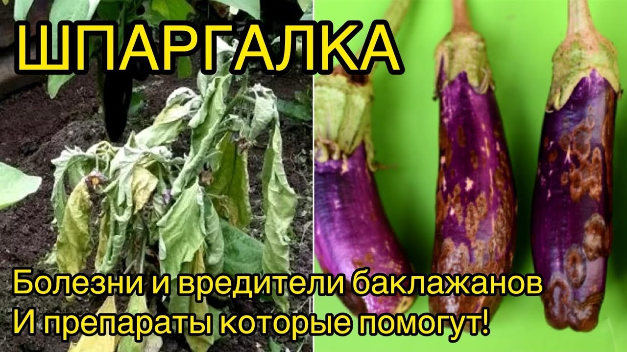 Самые частые проблемы баклажанов и способы их решения