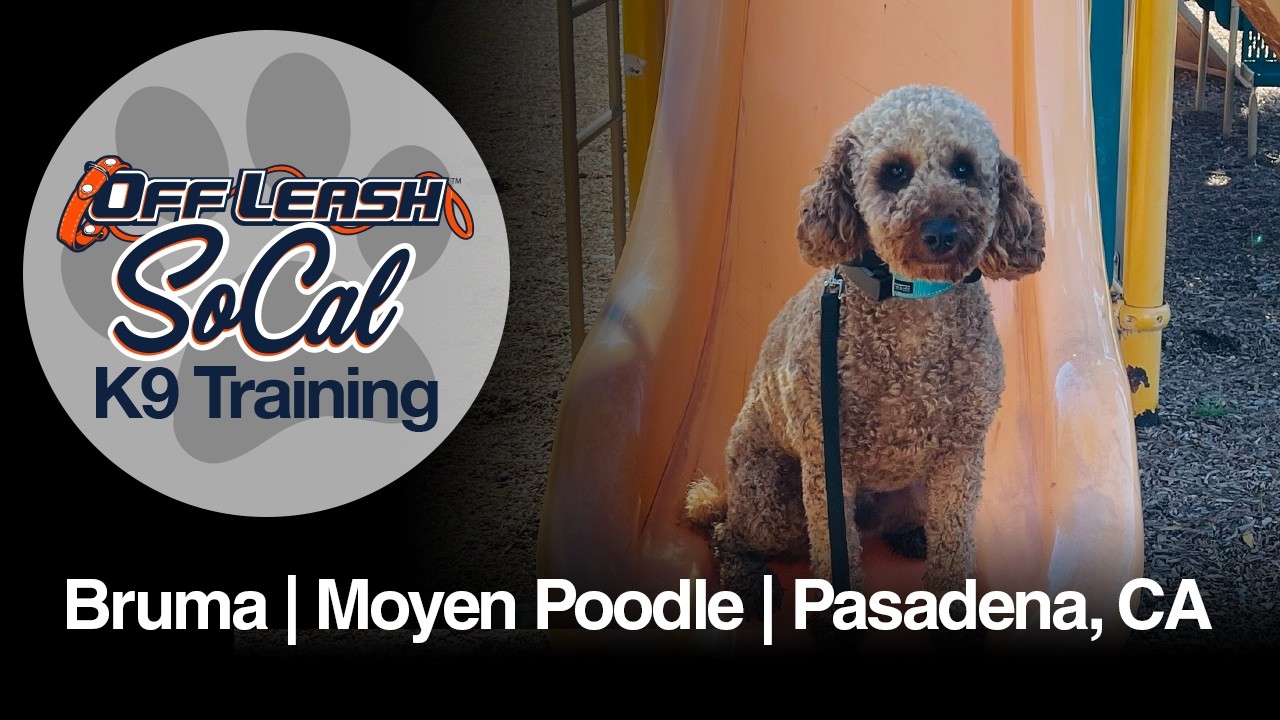 Moyen Poodle Dog Training | Bruma | Pasadena, CA