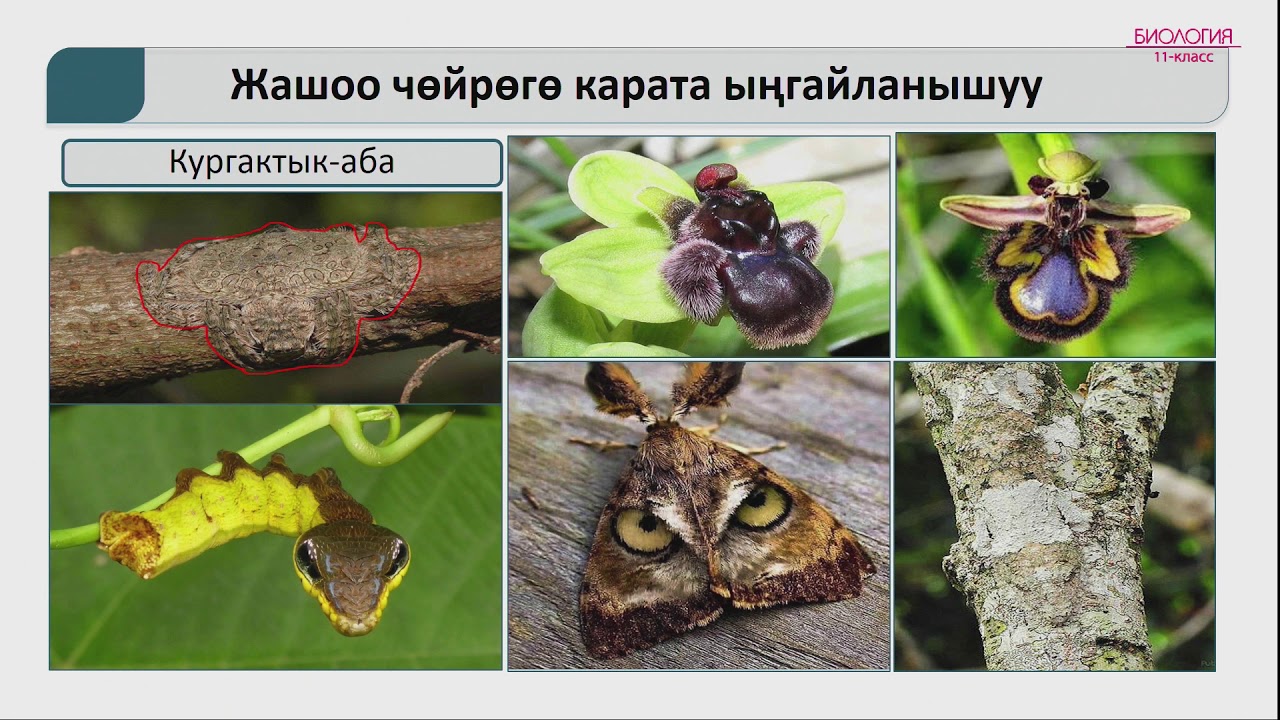 11-класс | Биология | Өсүмдүк менен жаныбарлардын сырткы чөйрөнүн шарттарына ыңгайлануусу