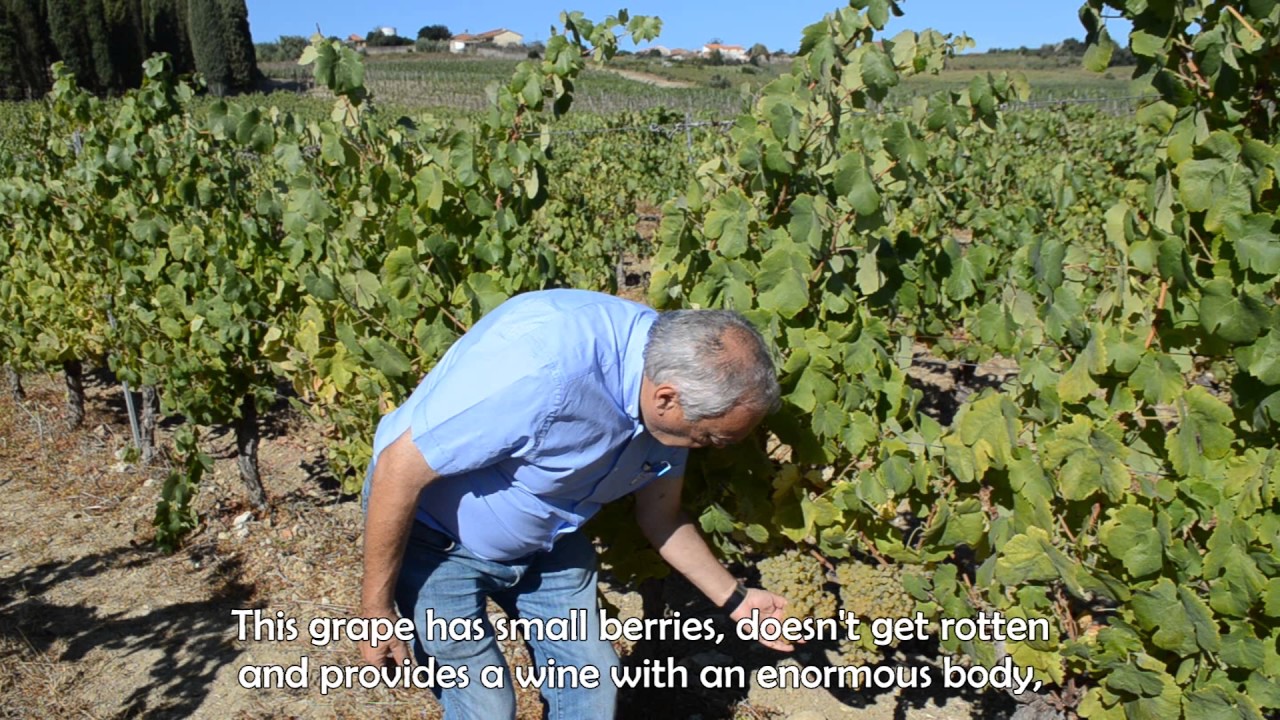 6.Bairrada - Bical