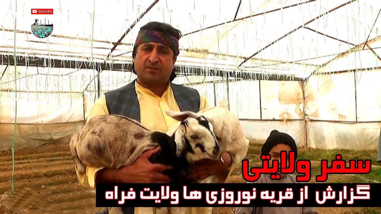 سفر ولایتی -گزارش ویژه از قریه نوروزی ها ولایت فراه